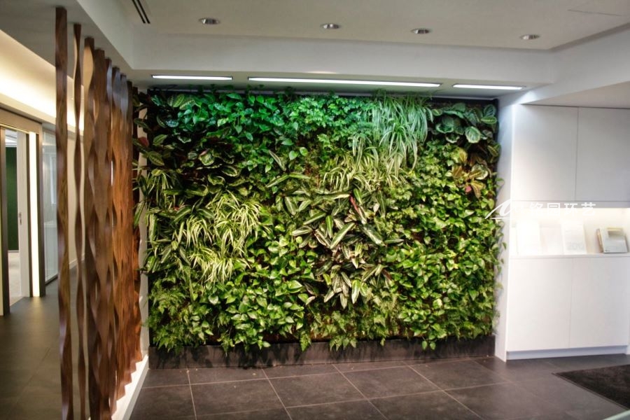 植物墙图片案例