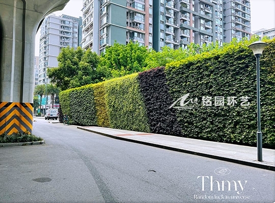道路垂直绿化，西南财大清江路围挡植物墙景观