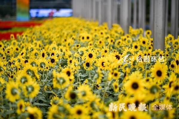 “四叶草”南广场绿化安排已“定妆” 夜景璀璨醒目