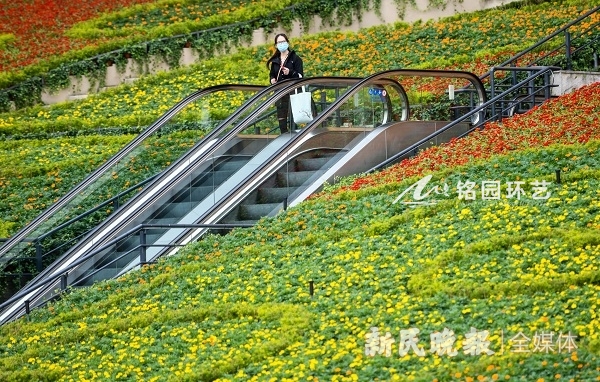 “四叶草”南广场绿化安排已“定妆” 夜景璀璨醒目