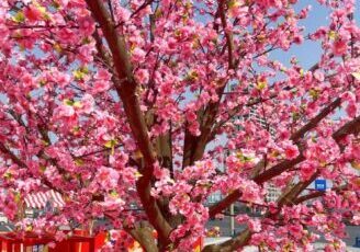 广场仿真桃花树，新都保利广场春节桃花树；ㄊ骶肮