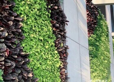 机场植物墙，珠海金湾机场外墙笔直绿化景观