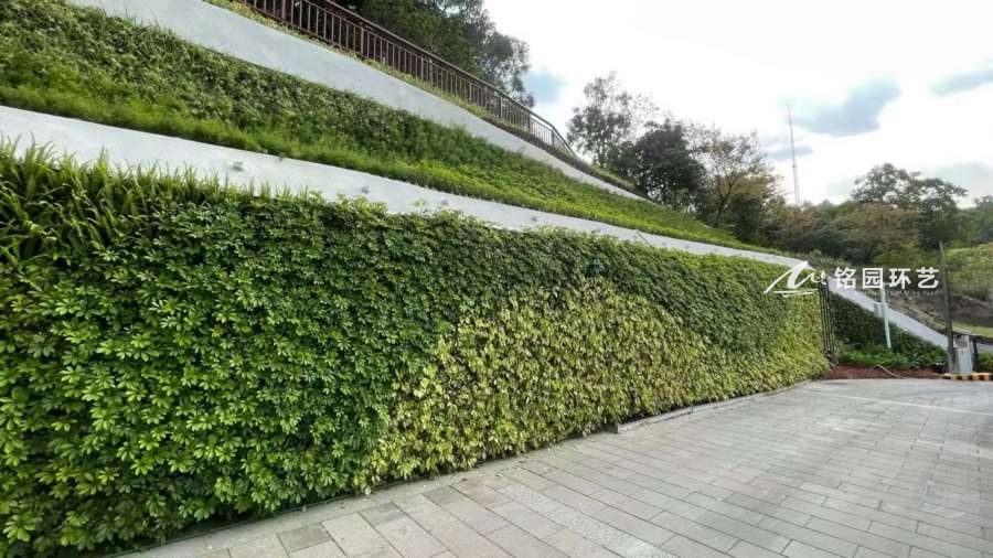 城市护坡绿化