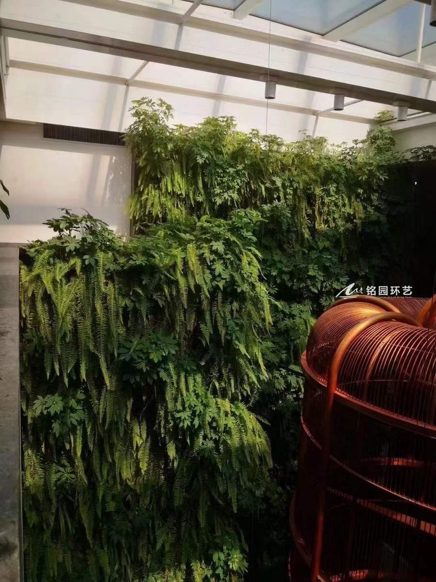 室内植物墙