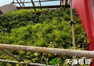 幼儿园立体绿化，屋顶坡面绿化景观