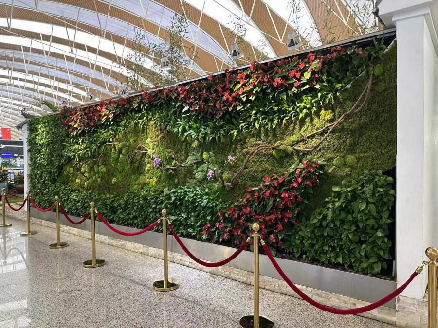 机场植物墙