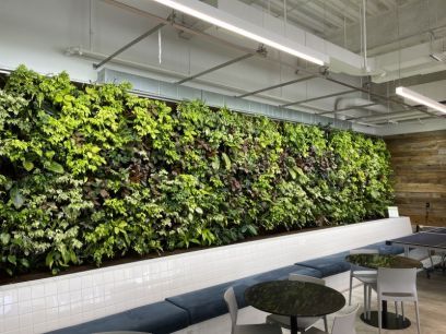 如何利用垂直绿化打造现代城市绿肺
